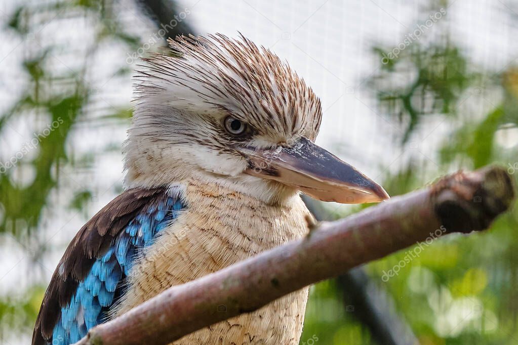 Blue-winged kookaburra, bird sitting on a branch. Wildlife, bird watching.