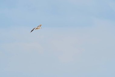 Mavi gökyüzünde uçan güzel beyaz martı ve beyaz bulutlar, özgürlük ve uçuş konsepti.