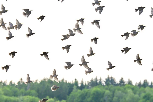 Flying pigeons. Flock, flight of birds. Free birds partially isolated on a white background, trees in the back.