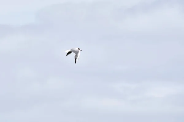 Siyah Kafalı Martı Mavi Arka Planda Uçuyor Görünüm — Stok fotoğraf