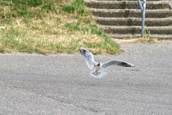 Gabbiano Dalla Testa Nera Volo Atterra Sull Asfalto Vista Frontale — Foto Stock