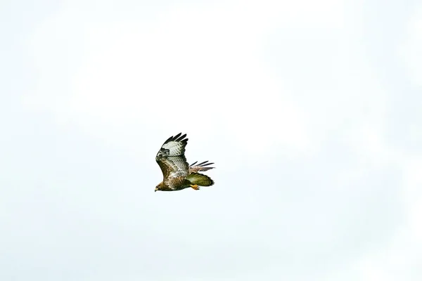Pássaro Buzzard Comum Pássaro Oração Buteo Buteo Voo Contra Céu — Fotografia de Stock