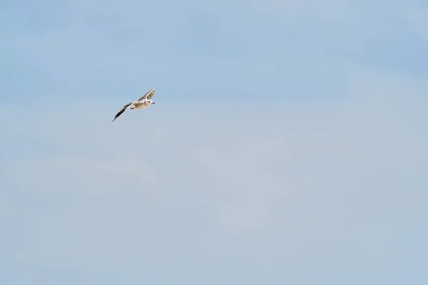 Schöne Weiße Möwe Fliegt Gegen Den Blauen Himmel Und Weiße — Stockfoto