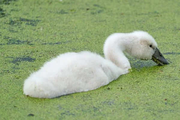 赤ちゃんの白鳥のパノラマ 小さな雛の池で泳いでいる 白とグレーの色 水の中にダックウィードが浮かぶ — ストック写真