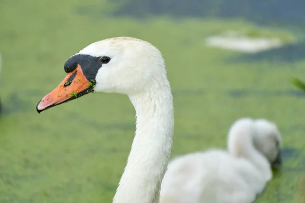 オレンジのくちばしを持つ1つの白い白鳥は 池で泳ぐ 白鳥のアヒルを背景に 首と頭だけだ 水の中にダックウィードが浮かぶ — ストック写真