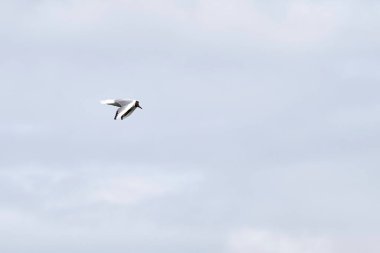 Siyah kafalı martı mavi arka planda uçuyor. Ön görünüm.