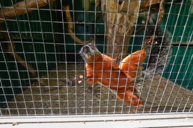 Bir Prevost sincabı Ağlara karşı yükseğe tırmanır.