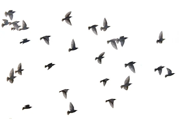 Palomas Voladoras Rebaño Vuelo Pájaros Aves Libres Aisladas Sobre Fondo — Foto de Stock