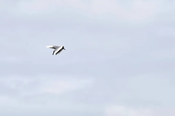 Schwarzkopfmöwe Flug Vor Blauem Hintergrund Frontansicht — Stockfoto