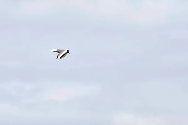 Gaivota Cabeça Preta Voo Contra Fundo Azul Vista Frontal — Fotografia de Stock