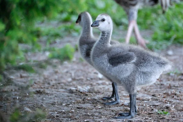 Mjukt Grå Kalkonkycklingar Turkiet Babys Fågel Står Gräset — Stockfoto