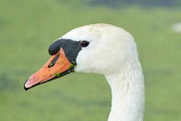 Один Белый Лебедь Оранжевым Клювом Плавает Пруду Голова Шея Утка — стоковое фото
