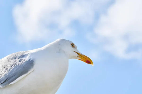 Ein Kopf Einer Möwe Sitzt Gegen Den Blauen Himmel Der — Stockfoto