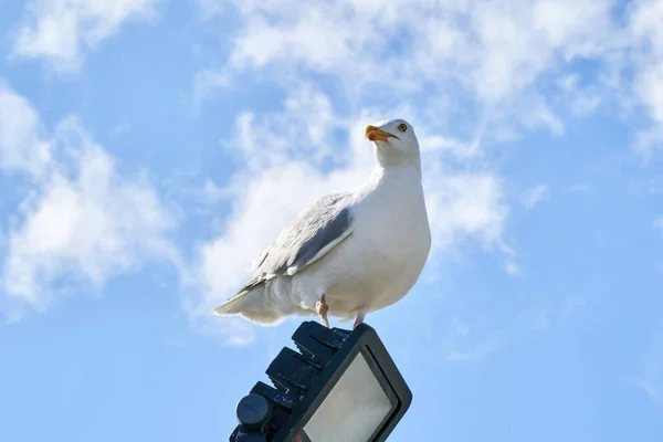 Une Mouette Est Assise Contre Ciel Bleu Soleil — Photo