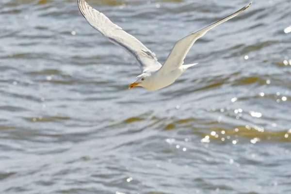 flying seagull against the sea, with the reflection of the sun in the water.