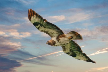 Bir akbaba kuşu, dua kuşu, buteo buteo, mavi, pembe, beyaz gökyüzüne karşı uçuyor. Bileşik fotoğraf.