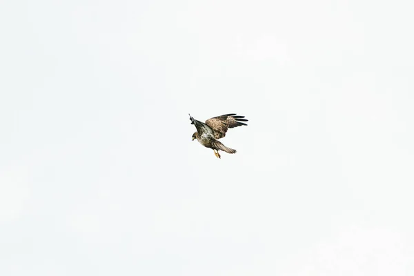 Pássaro Buzzard Comum Pássaro Oração Buteo Buteo Voo Contra Céu — Fotografia de Stock