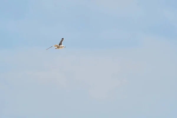 Gaivota Branca Bonita Voando Contra Céu Azul Nuvens Brancas Liberdade — Fotografia de Stock