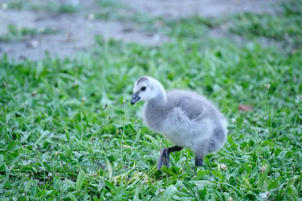 A soft gray turkey chick. The baby bird is standing in the grass.