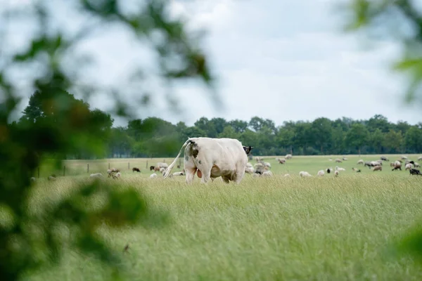 Cows Bulls Graze Pasture Green Meadow Eat Fresh Grass White — Stock Photo, Image