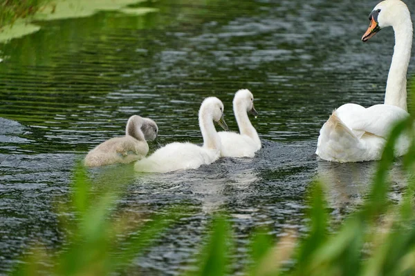 白い白鳥の家族が水の中で泳いでいます — ストック写真