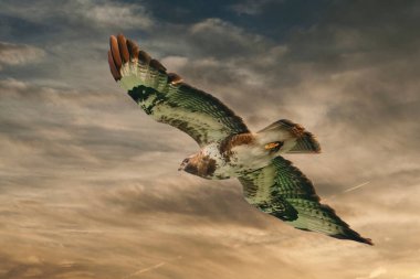 Bir akbaba kuşu, dua kuşu, buteo buteo, altın kahverengi gökyüzüne karşı uçuyor. Bileşik fotoğraf.