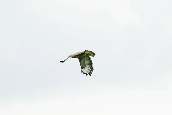 Een Gewone Buizerd Vogel Vogel Van Het Bidden Buteo Buteo — Stockfoto