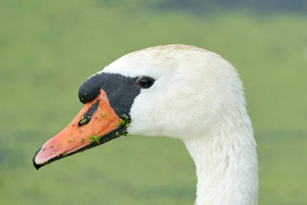 一只长着橙色喙的白天鹅 在池塘里游泳 头和脖子 野鸭在水里漂浮 — 图库照片
