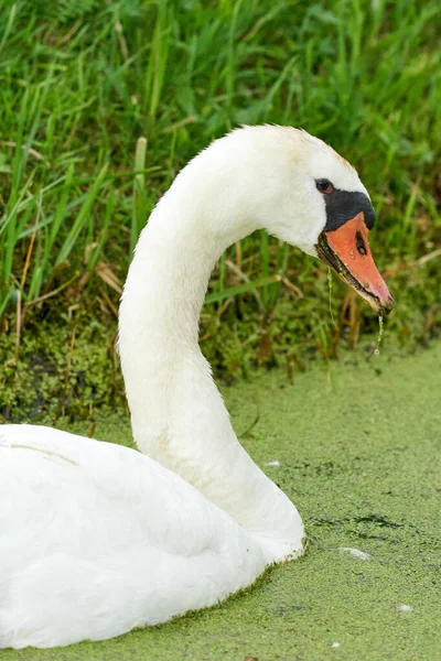 One White Swan Orange Beak Swim Pond Head Neck Only — Stock Photo, Image