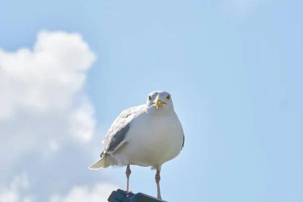 Eine Möwe Sitzt Gegen Den Blauen Himmel Der Sonne — Stockfoto