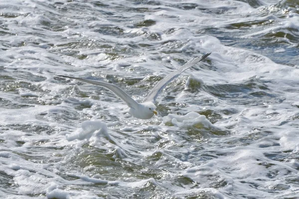 Gaivota Voadora Contra Mar Com Reflexo Sol Água — Fotografia de Stock