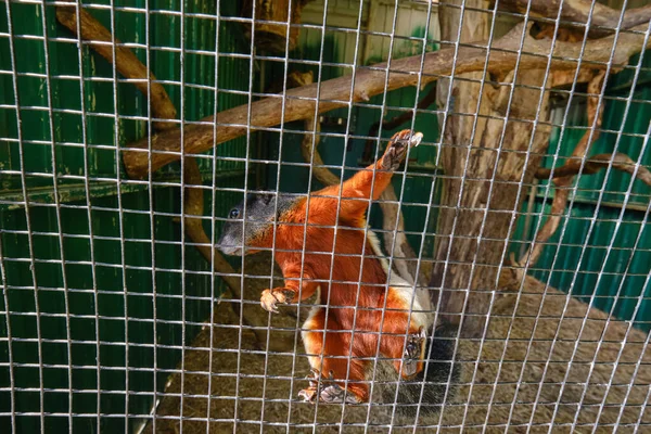 Uno Scoiattolo Prevost Che Arrampica Alto Contro Maglia — Foto Stock