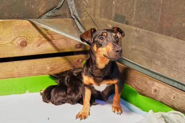 Yeni doğmuş Jack Russell Terrier yavrularıyla dolu bir anne köpek yavrusu ve ısıtıcı bir lamba..