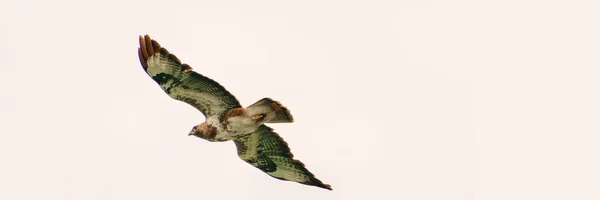 Oiseau Butor Commun Oiseau Prière Buteo Buteo Vol Contre Ciel — Photo