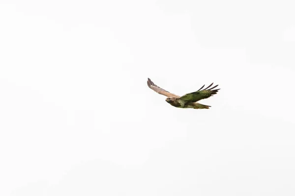 Pájaro Común Pájaro Oración Buteo Buteo Vuelo Contra Cielo Blanco — Foto de Stock