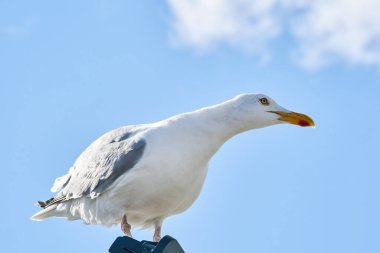    Jack Russell teriyer köpekleri. Yakın plan portre, sepete uzan.                          