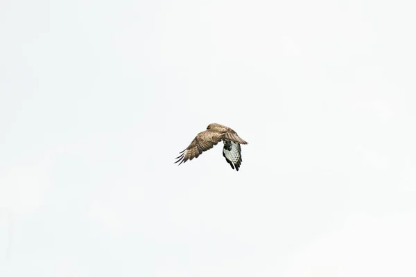 Pájaro Común Pájaro Oración Buteo Buteo Vuelo Contra Cielo Blanco — Foto de Stock