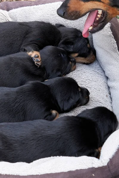 Jack Russell Terrier Welpen Porträt Großaufnahme Einem Korb Liegen — Stockfoto