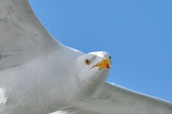 Mouette Vol Contre Ciel Bleu Arrière Plan Vue Bas Partie — Photo