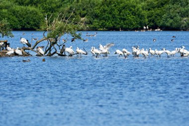 Beyaz kaşık faturası, platalya lökositi, suda ayakta duran grup..