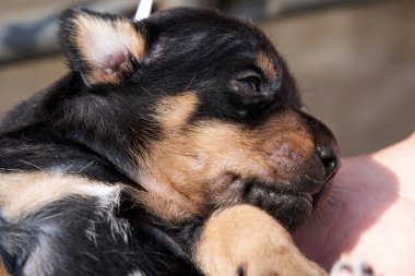 Jack Russell Terrier köpeği maske takıyor. Bir kadının eli köpeği tutuyor..