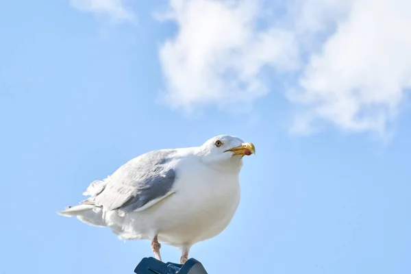 Une Mouette Est Assise Contre Ciel Bleu Soleil — Photo