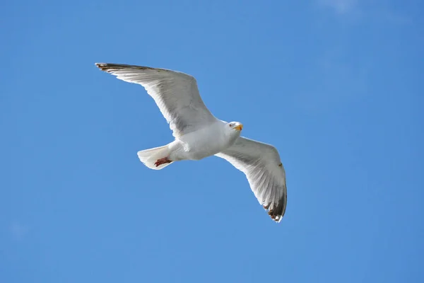 Mås Flykt Mot Blå Himmel Bakgrund Sett Underifrån — Stockfoto