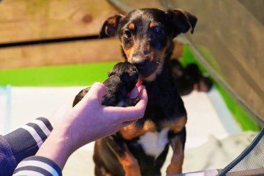 Yeni doğmuş Jack Russell Terrier yavrularıyla dolu bir anne köpek yavrusu ve ısıtıcı bir lamba..
