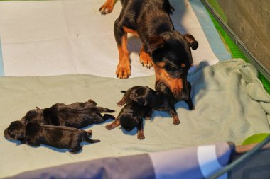 Yeni doğan Jack Russell Teriyer yavruları, Anne yavru köpeği ağzına alır enik kutusunda taşınmak için.