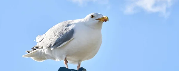 Een Zeemeeuw Zit Tegen Blauwe Lucht Zon Brede Lange Kap — Stockfoto