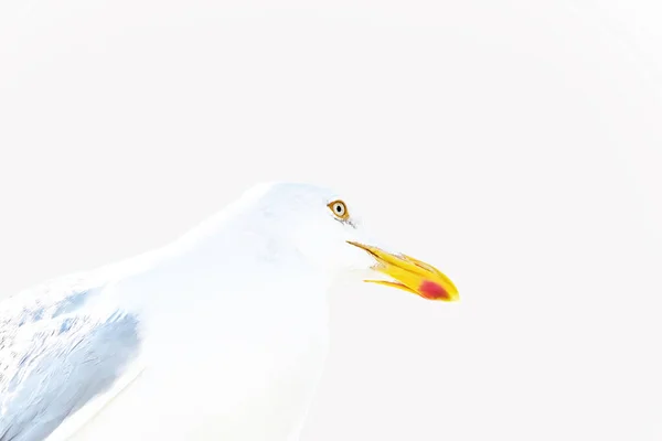 Head Seagull Sits Blue Sky Sun — Stock Photo, Image