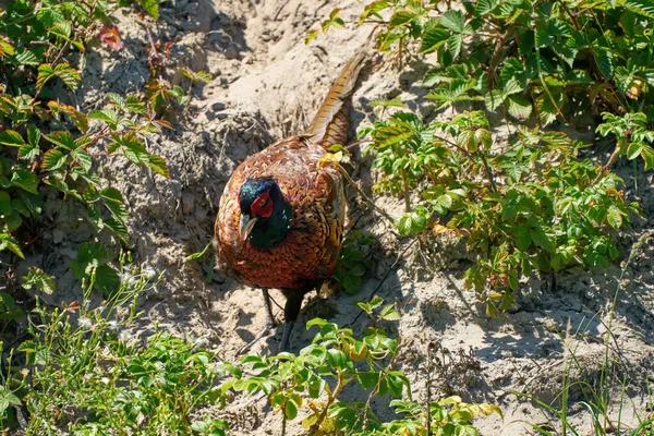 A pheasant bird head, stands on a meadow in the middle of field flowers and grass. Seen from behind.