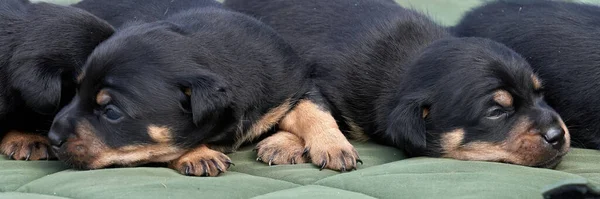 Jack Russell Terrier Welpen Porträt Großaufnahme Auf Einem Grünen Tuch — Stockfoto