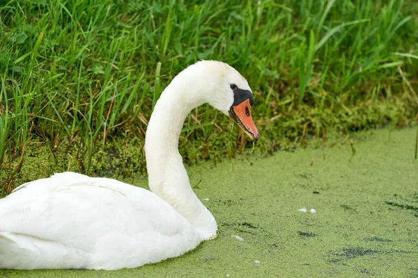 オレンジのくちばしを持つ1つの白い白鳥は 池で泳ぐ 首と頭だけだ 水の中にダックウィードが浮かぶ — ストック写真